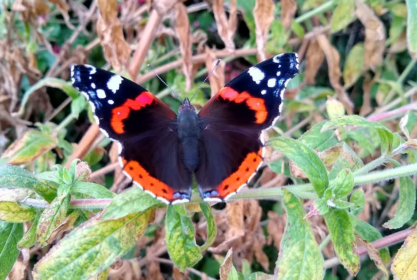 Mariposa Atalanta, es negra con manchas blancas en las puntas superiores de las alas seguidas de unas líneas naranjas. El borde inferior de las alas es naranja con puntos negros. Es muy bonita